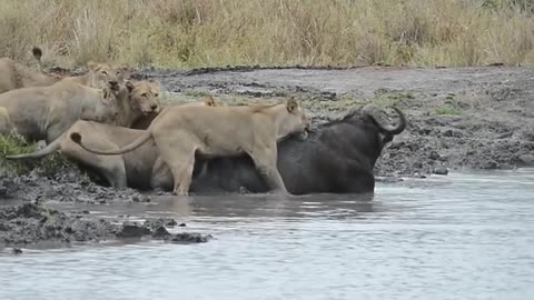 Battle between one buffalo and 5 lions | who wins