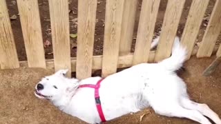 Doggie Taking A Break After Digging