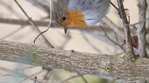 European Robin. Passerine bird. Red neck Robin