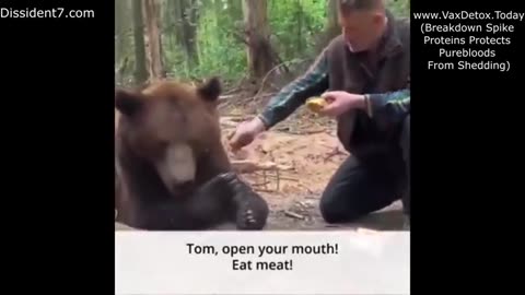 Bear doesn't eat Mc Donalds