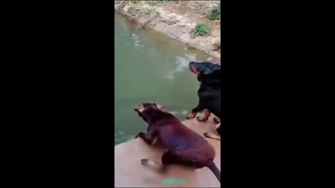 Who want to swim funny animal