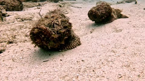 Scorpionfish Take a Stroll on the Sea Floor