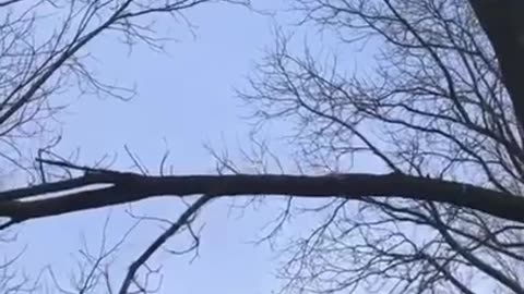 Danger Tree Trimming