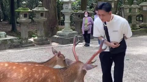 Polite Deer | Nara Park , Japan