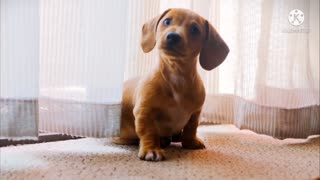 Cute puppy