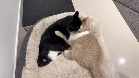 Cats Cuddling Quickly Turns Into Fight