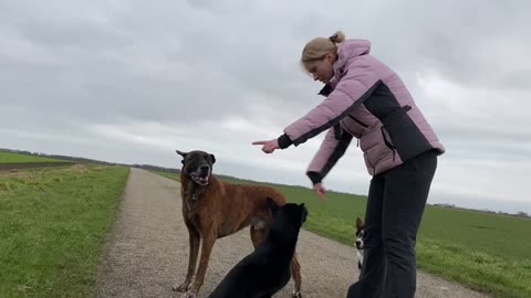 Dog trick for two dogs