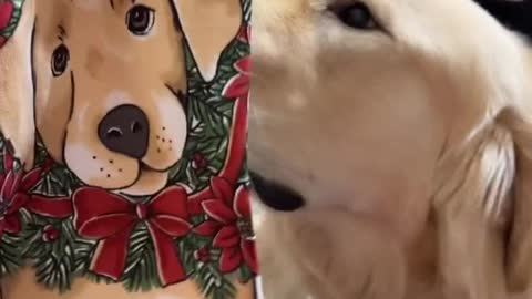 Dog celebrates Christmas 🎄