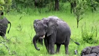 A day in the life of the African Elephant