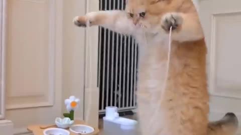 Cat jump rope #viral