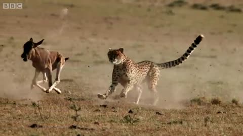 Cheetah chases wildebeest | The Hunt - BBC One