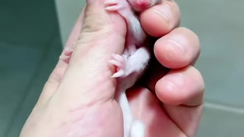 Baby Sugar Glider Comes Out Of Pouch For First Time ❤️❤️ #shorts #sugarglider