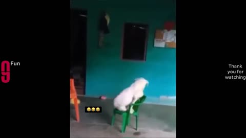 TRY NOT TO LAUGH 😆 Best Funny Videos Compilation 😂