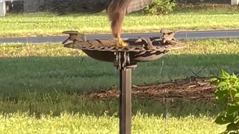 Hawk Spotted Washing Rear in Bird Bath