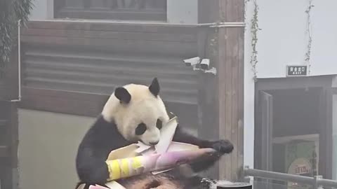 Funny panda