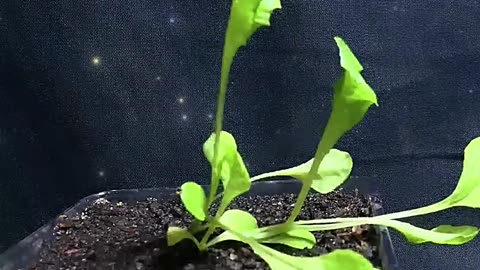 Lettuce Care Guide in Under A Minute