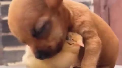 A cute chick supports a puppy who is about to fall asleep