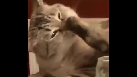 Funny cat don't try