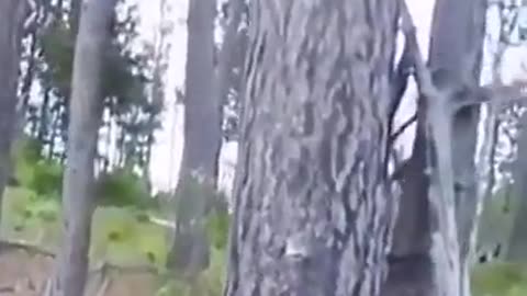Cat chasing a bear