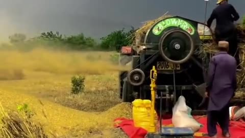 Harvesting wheet season