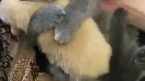 adorable animal moments