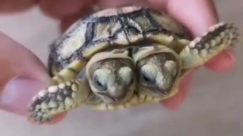 Two turtles in one