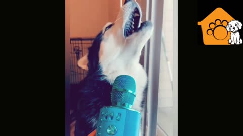 Funny dog busy in singing🎤