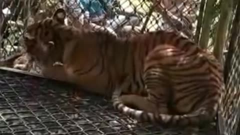 Sumatran Tiger Arrested | Latest Citizen Video | South Aceh, Sumatra, Indonesia