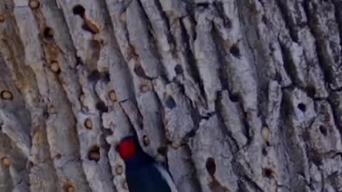 Woodpecker