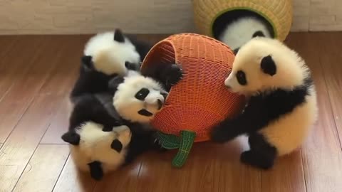 Panda Babies #cute #lovely #baby #panda