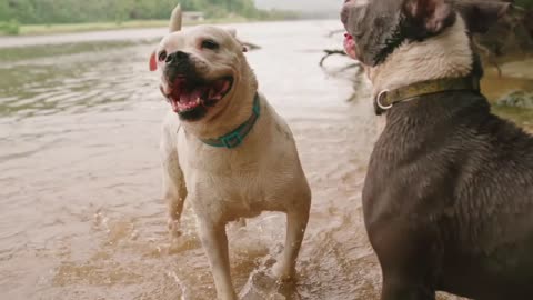 Two Dogs Playing In The River Water.