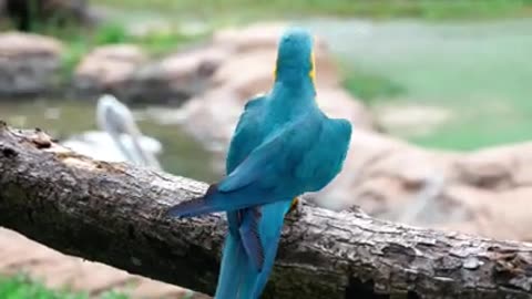 Cute bird