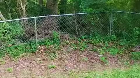 Deer jump over fence to protect her baby