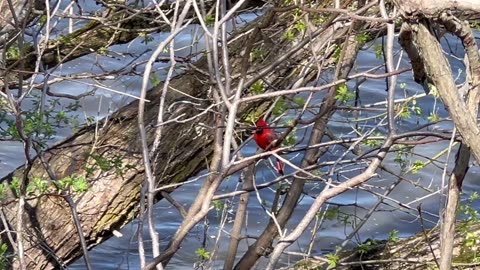 Male Cardinal lovely serenade song