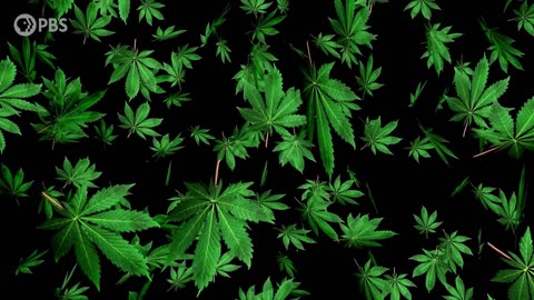 Hazy Evolution of Cannabis