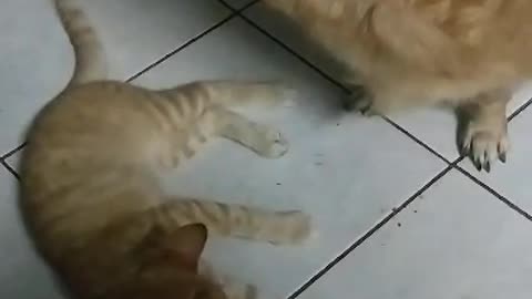 Dog and Cat Play Time