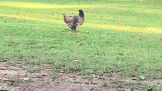 Chickens Chasing Birds