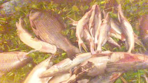 Big Fish Sale in Kushtia at Night || Amazing Big Fish || Likhon's WorLd