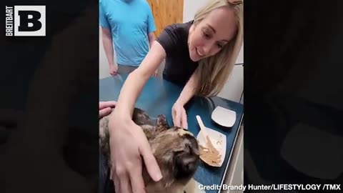 Cat Reunited with Her Owners After Being Accidentally Shipped Across Country
