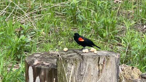 Beautiful RedWing Blackbird