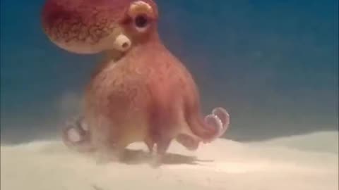 walking octopus