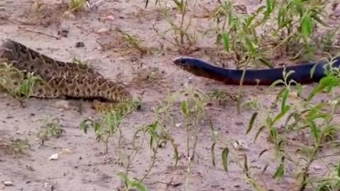 King snake eats snake😱 #wildanimals #snake #kingsnake #animals
