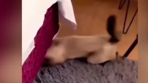 Funny Animals Videos 2023 🤣 - Funniest cats and dogs