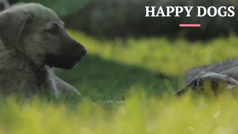 Happy Dogs 7th Feb 2023