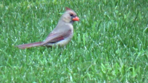 Female Cardinal