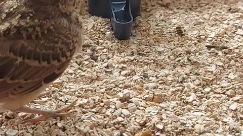 The nestling of the crested lark #songbirds #birds #peniceptics #p