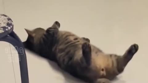 Cute Cats funny videos dance 🤣😃