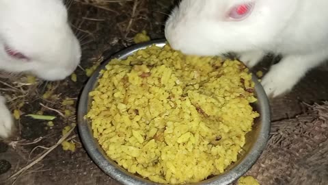 rabbit Chicken Birani Eating