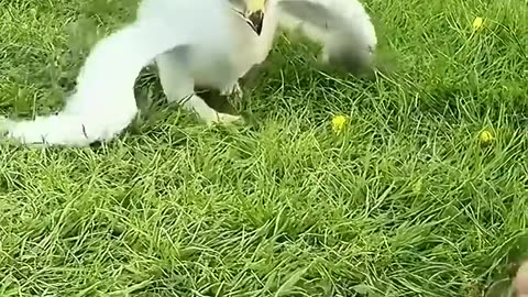 The man found a baby hawk while walking his dog