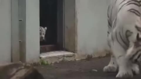 See how baby tiger scared his mother?? Cute moments